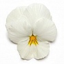 Виола виттрока ампельная (Viola wittrockiana)