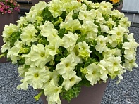 Петуния крупноцветковая (генетически компактная) (Limbo GP F1)