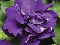 Петуния многоцветковая махровая (Duo F1)