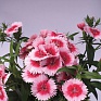 Гвоздика гибридная (Dianthus interspecific)