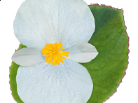 Бегония гибридная (зеленая листва)