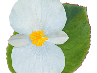 Бегония гибридная (зеленая листва) (Big F1)