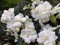 Бегония клубневая махровая ампельная (Sun Dancer F1)