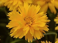 Кореопсис крупноцветковый (Double the Sun)