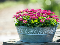 Маргаритка многолетняя (Speedstar Plus)