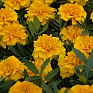 Бархатцы отклоненные (Tagetes patula) Бархатцы отклоненные (Tagetes patula)
