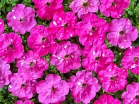 Петуния многоцветковая (Чехия) (Dot Star F1)