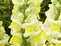 Львиный зев (Антирринум) большой (Liberty Classic F1)