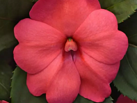 Бальзамин гибридный межвидовой (Solarscape XL F1)