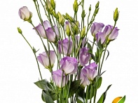 Лизиантус (Эустома) крупноцветковый (Cadence F1)