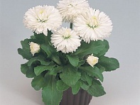 Маргаритка многолетняя (Roggli)