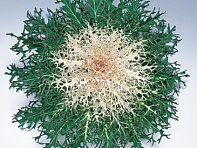 Декоративная капуста (Peacock F1)