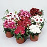 Гвоздика китайская (Dianthus chinensis)
