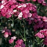 Гвоздика турецкая (Dianthus barbatus)