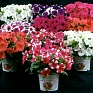 Петуния мелкоцветковая (Petunia milliflora)