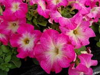 Петуния крупноцветковая (генетически компактная) (Limbo GP F1)