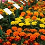 Бархатцы отклоненные (Tagetes patula) Бархатцы отклоненные (Tagetes patula)