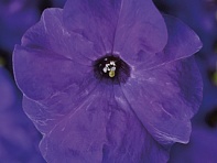 Петуния крупноцветковая (Tritunia F1)