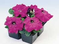 Петуния крупноцветковая (генетически компактная) (Limbo GP F1)