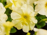 Петуния многоцветковая (генетически компактная) (Mambo GP F1)