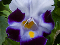 Торения Фурнье (Hi-Lite)