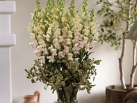 Львиный зев (Антирринум) большой (Maryland F1)