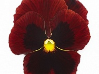 Виола виттрока