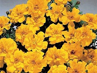 Бархатцы отклоненные (Safari)