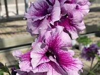 Петуния крупноцветковая махровая (Allegra F1)