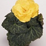 Бегония клубневая махровая (Begonia tuberhybrida)