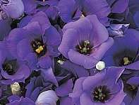 Лизиантус (Эустома) крупноцветковый (Florida F1)