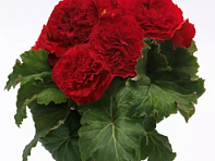 Бегония клубневая махровая (AmeriHybrid F1)