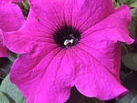Петуния крупноцветковая (Tango F1)