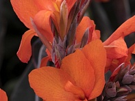 Канна садовая (Cannova F1)