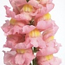 Львиный зев (Антирринум) большой (Antirrhinum majus)