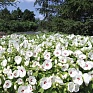 Гибискус мускусный (Hibiscus moscheutos)
