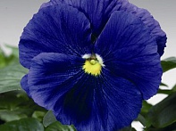 Виола Виттрока