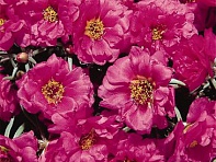 Портулак крупноцветковый (Sundial F1)