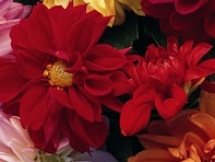 Георгина изменчивая (Hello F1)