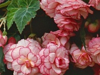 Бегония клубневая махровая ампельная (Sun Dancer F1)