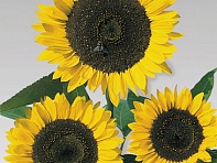 Подсолнечник летний (Cutting Gold)