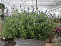 Лаванда многонадрезная (Torch)