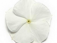 Катарантус розовый (Pacifica XP)