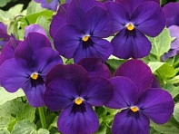 Виола рогатая (Velour) Виола рогатая (Velour)