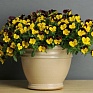 Виола виттрока ампельная (Viola wittrockiana)