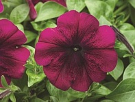 Петуния многоцветковая (Hurrah F1)