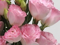 Лизиантус (Эустома) крупноцветковый (ABC F1)