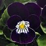Виола рогатая (Viola cornuta)