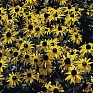 Рудбекия блестящая (Rudbeckia fulgida)
