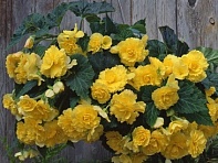 Бегония клубневая махровая ампельная (Sun Dancer F1)